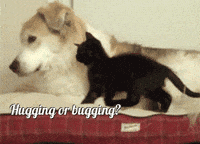 Best Hugs Gifs Primo Gif Latest Animated Gifs