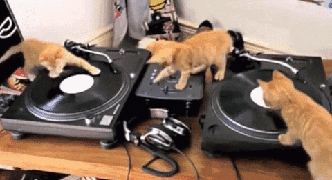 Cat Dj GIF - Find & Share on GIPHY