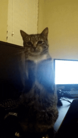 sorry cats GIF