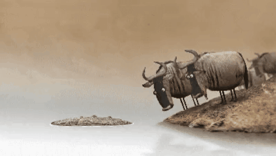wildebeest birdbox GIF