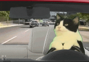 Digital art gif. Black and white tuxedo cat appears to be driving a car, looking in the rearview mirror while cop cars follow.