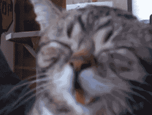 giphy.gif?cid=4bf119fc5ccfcd37595a635655