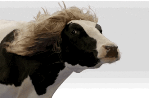 Cow GIFs - Get the best GIF on GIPHY