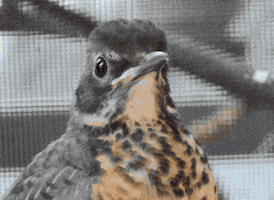chirping american robin GIF
