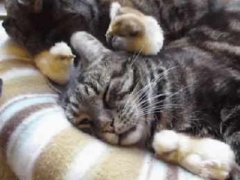Nina cat, nina , cat , animals , funny , cute - GIF animado grátis - PicMix