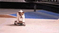 Image result for dog skateboarding gif