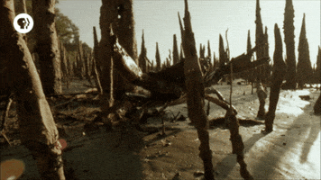 pbs adventure GIF by EARTH A New Wild