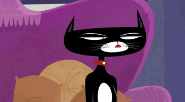 Awkward Cats GIF by Kitty Is Not A Cat