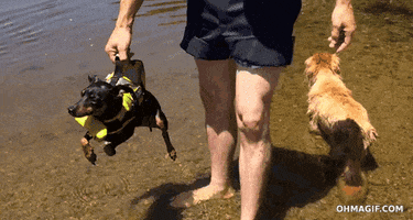 adorable puppy swimming mixed legs