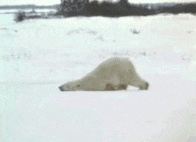 bear sliding GIF