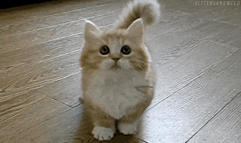 kitten-12ELmx0C4EFKcE