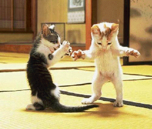 Cat Dance Gifs Get The Best Gif On Giphy