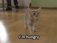 Video gif. A gray kitten walks across a shiny wood floor, looking up and meowing as if to get someone's attention. Text, "I'm hungry."
