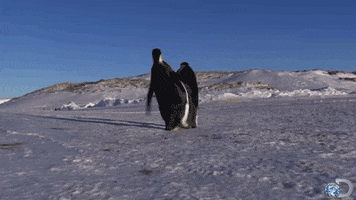 fall penguin GIF