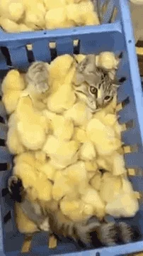 Cat Swimming GIF