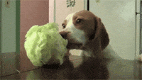 Perro Abandonado Gifs Get The Best Gif On Giphy