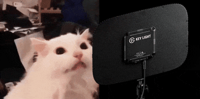 Cat Streaming GIF by Elgato