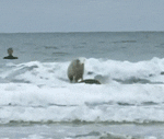 Cat Surf GIF