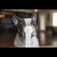 200.gif?cid=fc005b08e690516926b808c88e50e2136a3c675e6497b220&rid=200.gif&ct=g
