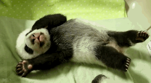 Tired Panda Gifs Get The Best Gif On Giphy