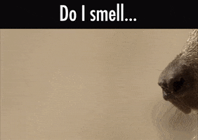 friday smell GIF by BBC Earth