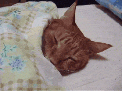 Image result for sleeping kitten gif