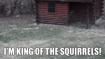 squirrel GIF