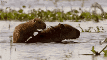capybara GIF