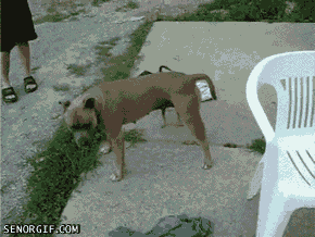 Best Of Week Dog GIF by Cheezburger
