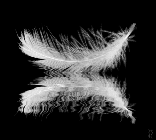 feather GIF
