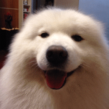 Video gif. A fluffy white American Eskimo dog winks in a playful expression. 
