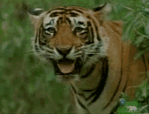 Tigers GIFs - Get the best GIF on GIPHY