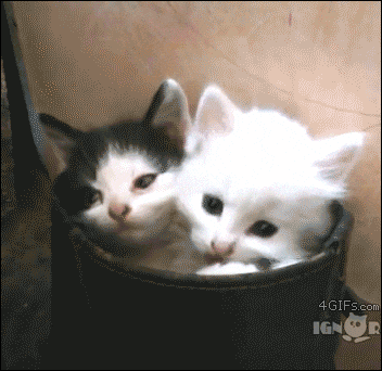 kittens kissing gif