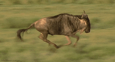 great migrations wildebeest GIF by Head Like an Orange