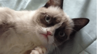 Happy Grumpy Cat GIF - Find & Share on GIPHY