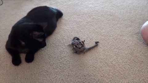 cat hey guys tap GIF