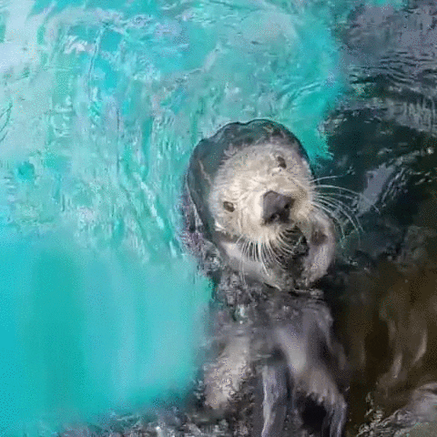 sea kiss GIF