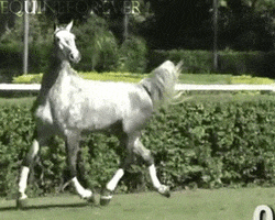 horse trot GIF