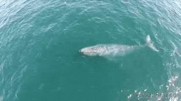 newsmagazin  GIF