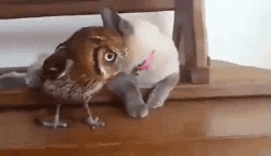 giphy.gif