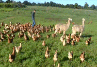 chicken farm GIF by Cheezburger
