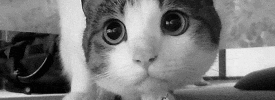 cat animal perfect gato gracioso