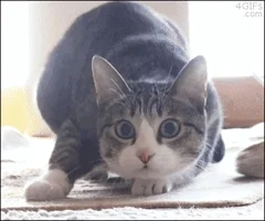 https://media0.giphy.com/media/13CoXDiaCcCoyk/200.webp#43-grid1