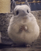 Cute GIF