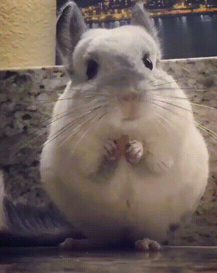 Video gif. A fluffy, round chinchilla stares at us as it holds an almond with its both paws. He first starts chewing fast and then slowly down to a pause. He stares at us for a while and then resumes chewing as if he’s in slow motion. 