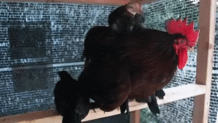pisklęta szukające GIF