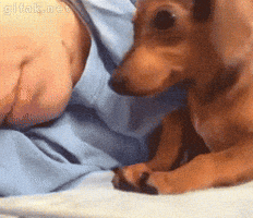 Tired Dog GIF by The BarkPost