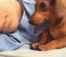 Tired Dog GIF by The BarkPost