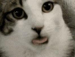 cats cat gif GIF