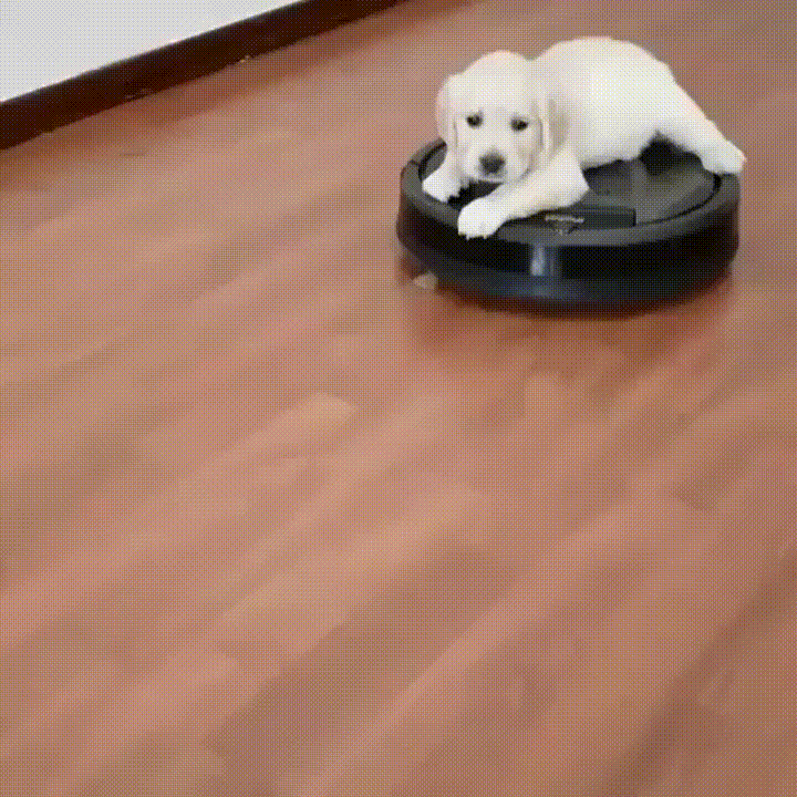 Small white dog riding a Roomba to illustrate one way technology is a part of our world 